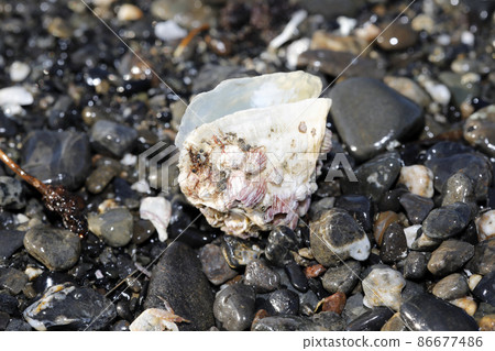 Barnacles attached to Namimagashiwa Barnacles attached to Namimagashiwa 86677486