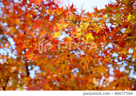 Bright autumn leaves maple Bright autumn leaves maple 86677564