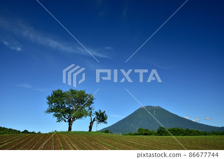 羊蹄山和孿生樹 羊蹄山和孿生樹 86677744