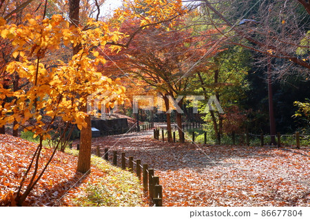 深秋落葉長廊 86677804