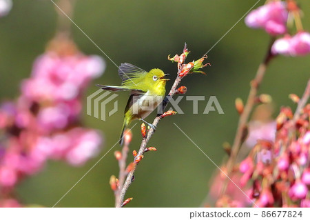 靜岡縣伊豆市土肥區 86677824