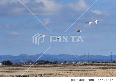 Swan-2 86677857