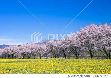 Narcissus, cherry blossoms and snowy mountains 86677946
