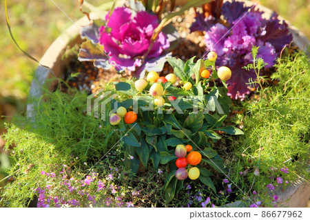 Five-colored chili pepper fruit Five-colored chili pepper fruit 86677962