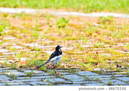 Black-backed Wagtail on a hot day Black-backed Wagtail on a hot day 86678108