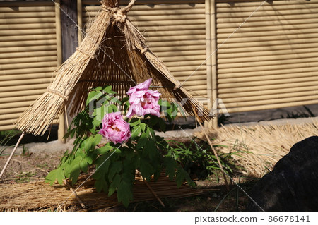小崎宮花庭園冬牡丹春鈕 86678141