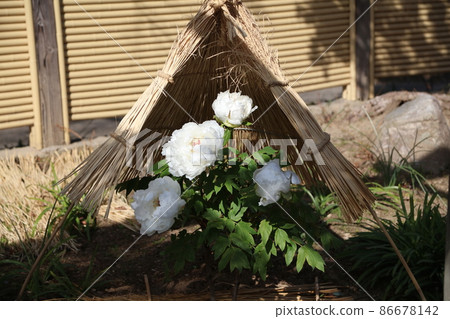 Kozaki Miyahana Garden Winter Peony Spring Button 86678142