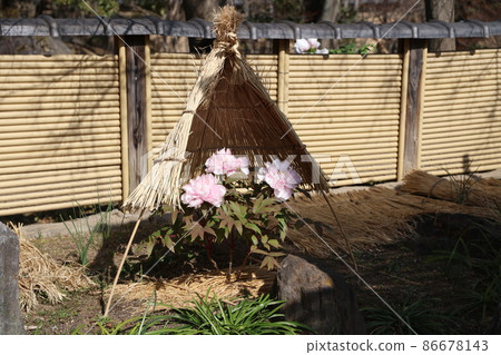 Kozaki Miyahana Garden Winter Peony Spring Button 86678143