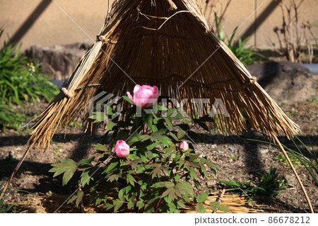 Kozaki Miyahana Garden Winter Peony Spring Button 86678212