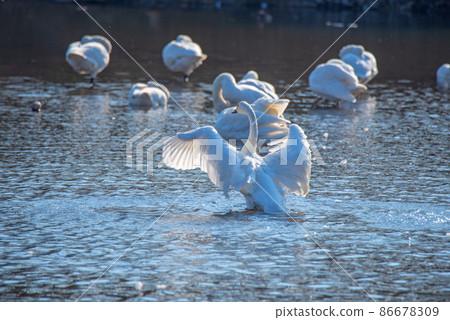 Tundra swan, Oppe River, swan landing site, Kawajima Town 86678309