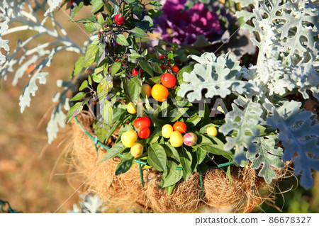 Five-colored chili pepper fruit 86678327