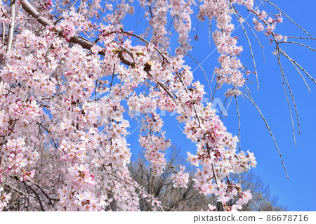 櫻花盛開 86678716