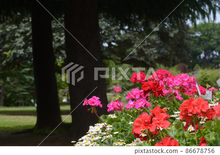 如果你在綠色公園散步...... 如果你在綠色公園散步...... 86678756