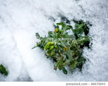Green plant growing through snow on cold winter day Green plant growing through snow on cold winter day 86678843