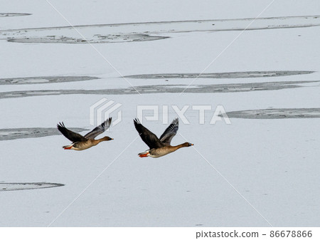 Miyagi Prefecture Izunuma Goose Friend Flight of Bean Goose 86678866