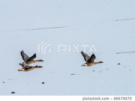 Miyagi Prefecture Izunuma Goose Friend Flight of Bean Goose Miyagi Prefecture Izunuma Goose Friend Flight of Bean Goose 86678870