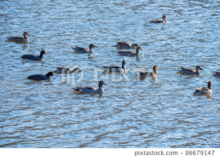 Pintail, Oppe River, swan landing site, Kawajima Town 86679147