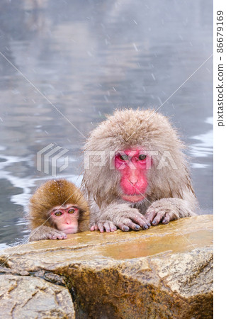 Jigokudani Yaen-Koen Monkey (Snow Monkey) 86679169
