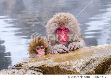 Jigokudani Yaen-Koen Monkey (雪猴) Jigokudani Yaen-Koen Monkey (雪猴) 86679170