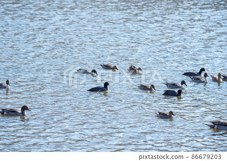 Pintail，Oppe河，天鵝著陸點，川島町 86679203