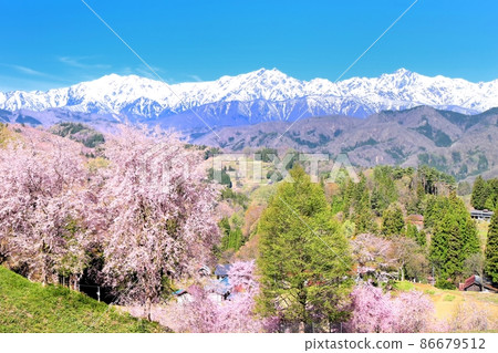 小川村、立屋和北阿爾卑斯的櫻花 86679512