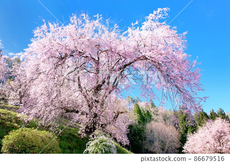 小川村 / Bansho 的櫻花 86679516