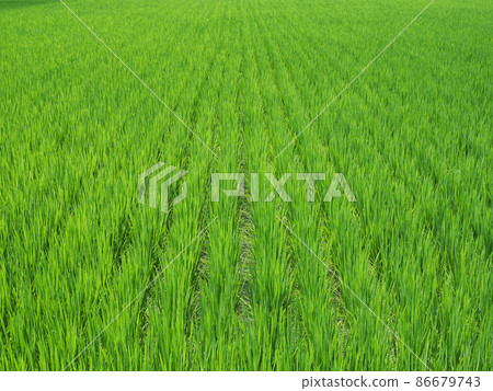 奈良縣奈良市田園風光 86679743