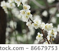 春白梅花 86679753