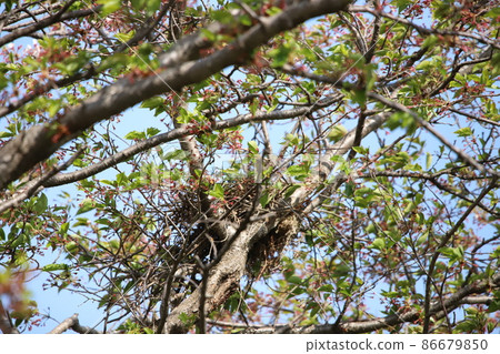 Cherry tree crow's nest Cherry tree crow's nest 86679850