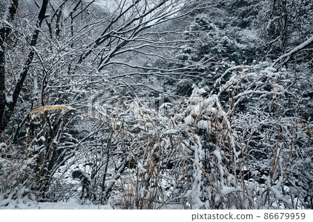 Snow on dead grass Snow on dead grass 86679959