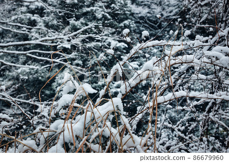 Snow on dead grass Snow on dead grass 86679960