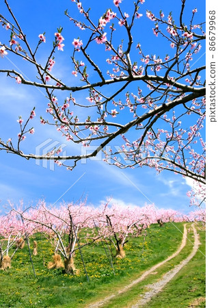 丹卡里的桃田 丹卡里的桃田 86679968