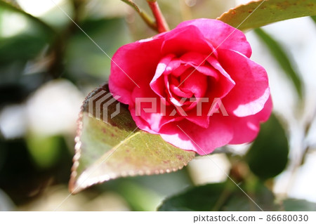Sasanqua (Sasanqua) blooming in January Sasanqua (Sasanqua) blooming in January 86680030
