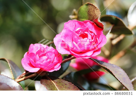 Sasanqua (Sasanqua) blooming in January Sasanqua (Sasanqua) blooming in January 86680031