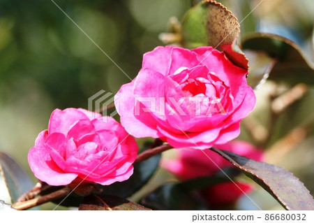 一月盛開的山茶花 (Sasanqua) 一月盛開的山茶花 (Sasanqua) 86680032