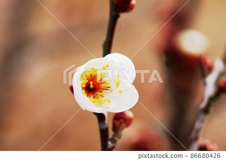 Hakubai (white plum) whose number of flowers has increased Hakubai (white plum) whose number of flowers has increased 86680426