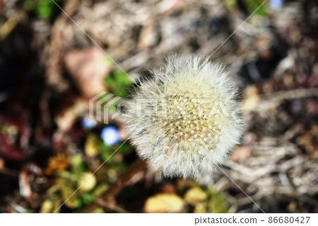 I'm fine even in winter! Dandelion fluff I'm fine even in winter! Dandelion fluff 86680427