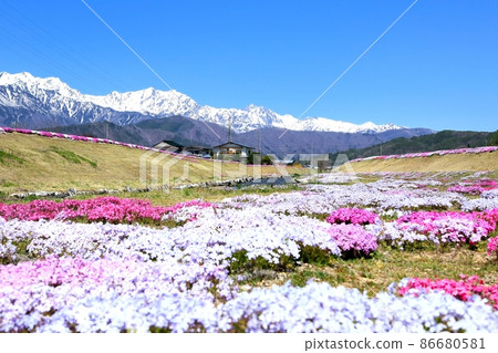 Shibazakura和北阿爾卑斯山在農業河河公園 86680581