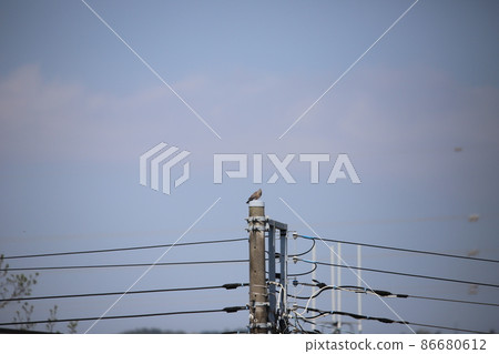 托比棲息在電線桿的頂端 托比棲息在電線桿的頂端 86680612