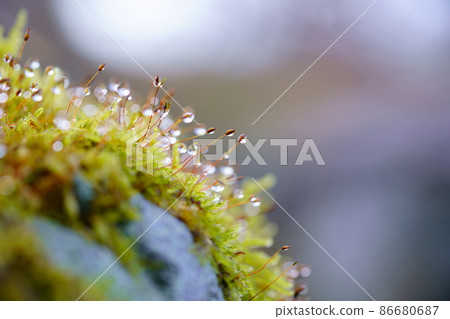 Rock moss, connecting life 1 86680687