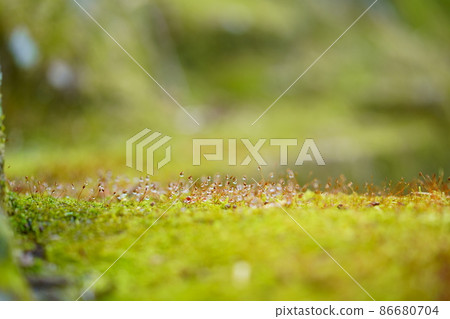 Moss on the rock, morning dew 86680704