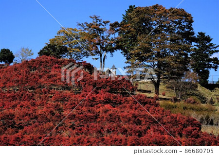 Autumn leaves of Enkianthus perulatus on the hill where the bell rings [Tsukui, Sagamihara City, November] 86680705
