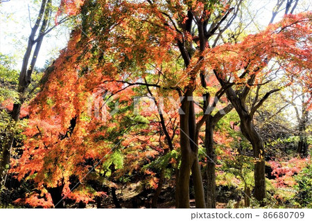 樹木繁茂的楓葉[11月相模原市築井] 86680709