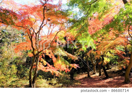 Maple swaying in the wind [Tsukui, Sagamihara City, November] 86680714