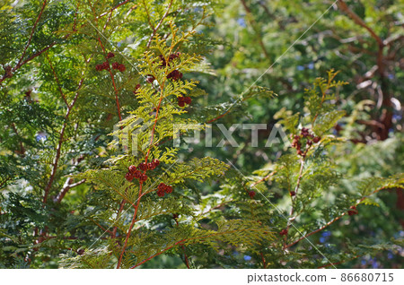 Hinoki cypress [branches, fruits, cones] 86680715
