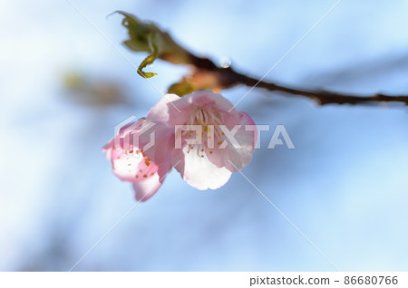 代代木公園早花河津櫻花芽 86680766
