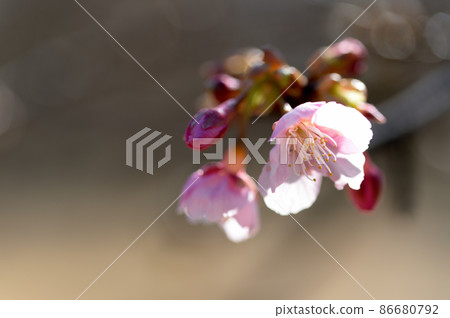 Yoyogi Park Early Blooming Kawazu Cherry Blossom Buds Yoyogi Park Early Blooming Kawazu Cherry Blossom Buds 86680792
