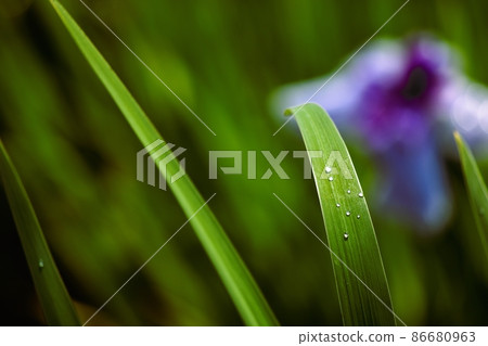 Iris leaves with water droplets Iris leaves with water droplets 86680963