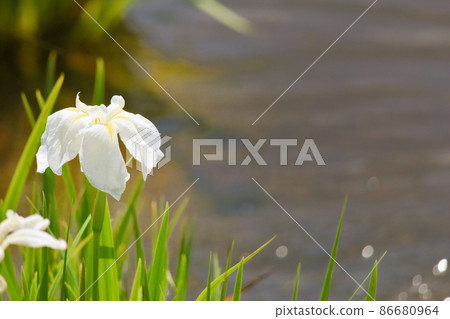 Iris Iris 86680964