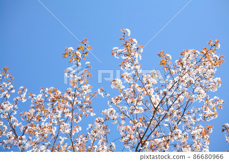 Wild cherry blossoms in full bloom on a sunny day Wild cherry blossoms in full bloom on a sunny day 86680966